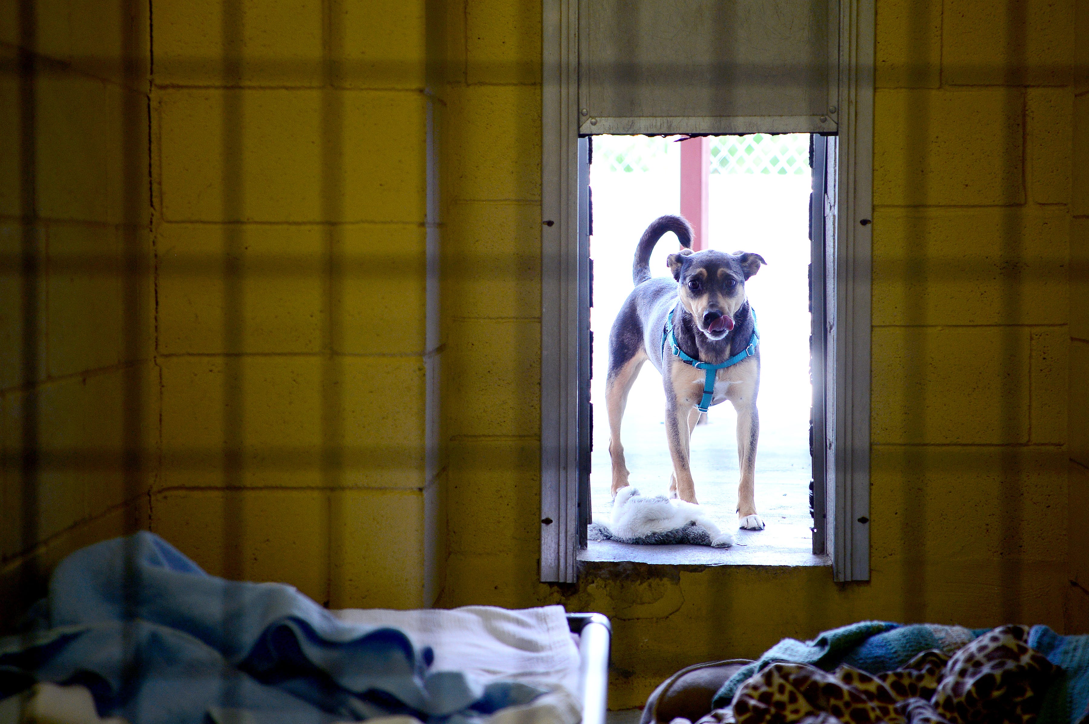 local no kill shelters near me